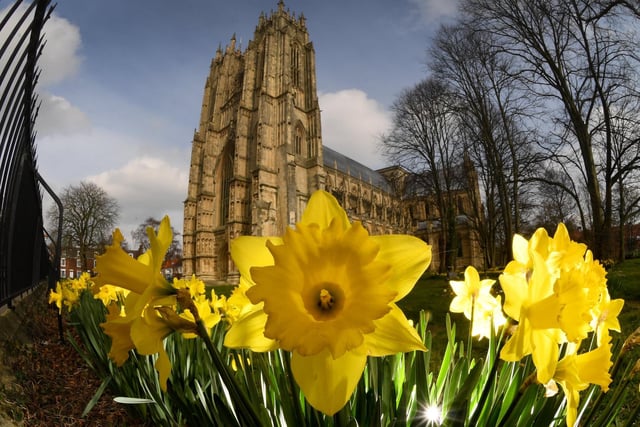 Bridget Ellerington said Beverley Minster was her favourite landmark in Yorkshire. The Grade I listed church is one of the largest churches in the UK and considered a gothic masterpiece by many. Pictured is daffodils in bloom at Beverley Minster taken by Simon Hulme.