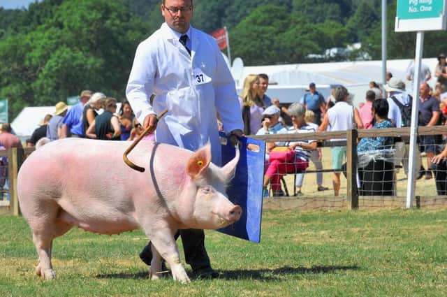 Once prolific, the Yorkshire Pig has seen a "significant decline" in numbers