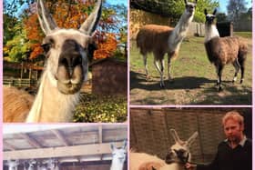Willow the llama lived to the age of 25 [Image: Sewerby Hall and Gardens]