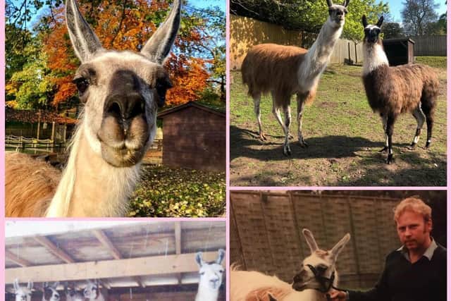 Willow the llama lived to the age of 25 [Image: Sewerby Hall and Gardens]