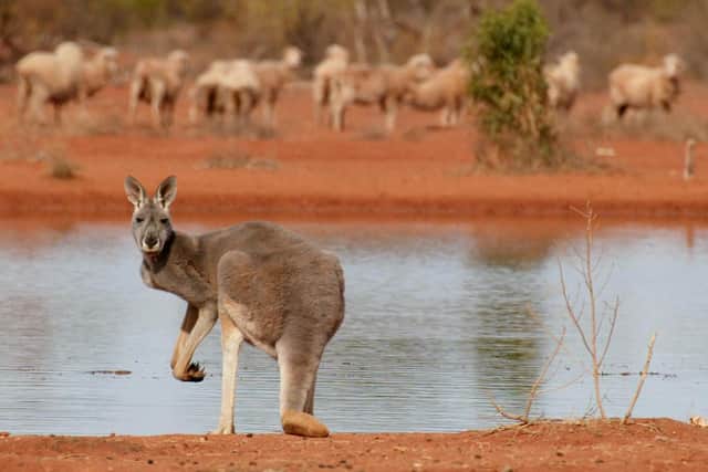 Flights to Australia are available for just £10 for young people looking for an adventure of a lifetime. Photo: Getty.