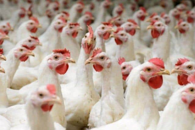 The UK has been dealing with its largest ever outbreak of highly pathogenic avian influenza (H5N1), as more than 100 cases have been confirmed so far