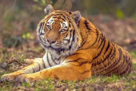 Yorkshire Wildlife Park has announced the death of Vladimir, an Amur Tiger. Photo: Yorkshire Wildlife Park