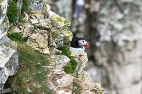 Puffins at Bempton Cliffs in Yorkshire