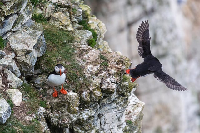 A puffin takes flight at Bempton Cliffs