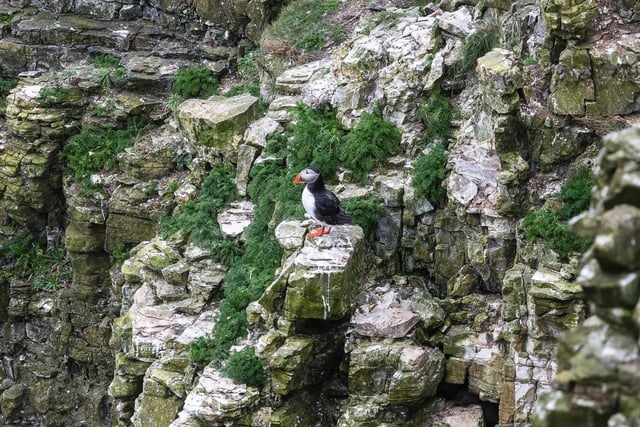 Around 4,000 puffins are expected to land at Bempton Cliffs