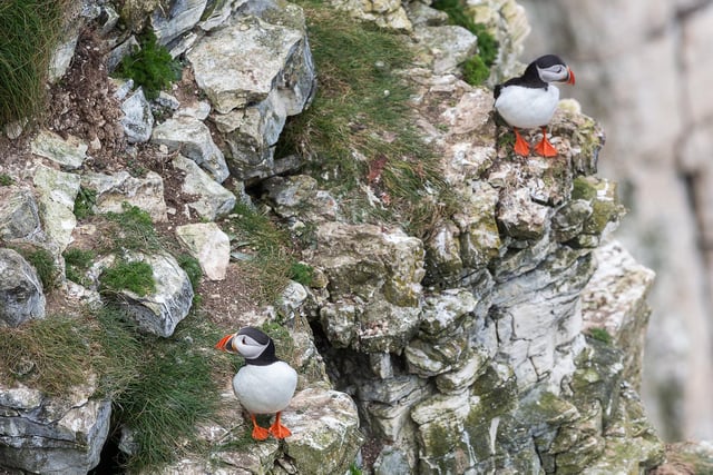 Puffins usually reach breeding age at 5-6 years old, and often live for 20 years.