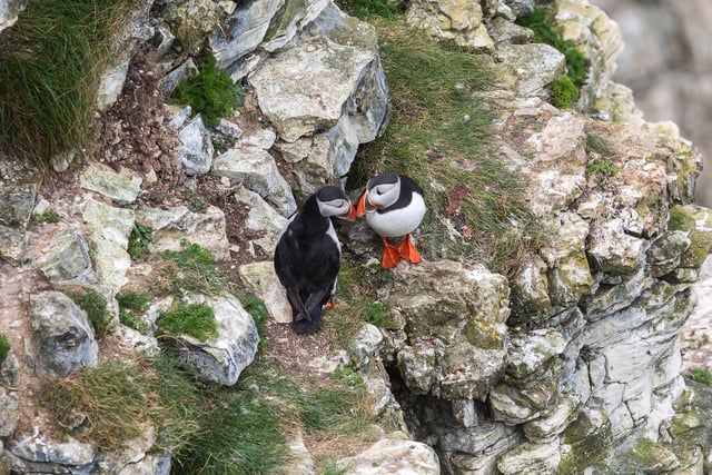 There are currently around 580,000 breeding pairs in the UK