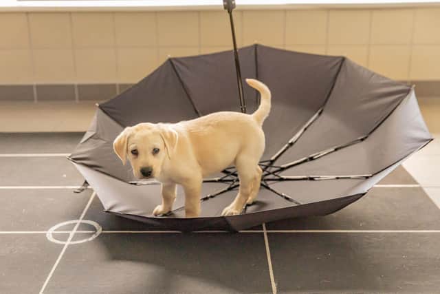 Val the Labrador in an umbrella as part of the surprising events task, as Guide Dogs, the site-loss charity, has launched a research project called Puppy Cognition that sees seven-week-old guide dog puppies in different scenarios and studies their responses.