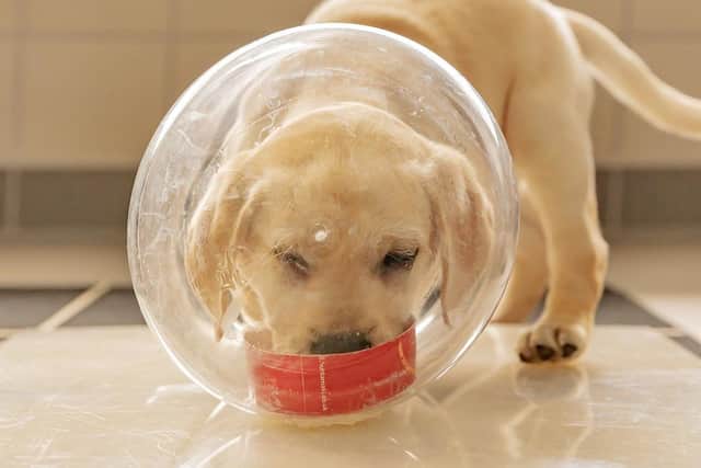 Val the Labrador taking part in the cylinder task, as Guide Dogs, the site-loss charity, has launched a research project called Puppy Cognition that sees seven-week-old guide dog puppies in different scenarios and studies their responses.