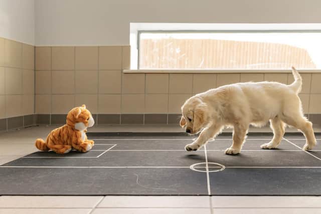 Ziggy the Golden Retriever taking part in the novel object task, as Guide Dogs, the site-loss charity, has launched a research project called Puppy Cognition that sees seven-week-old guide dog puppies in different scenarios and studies their responses.