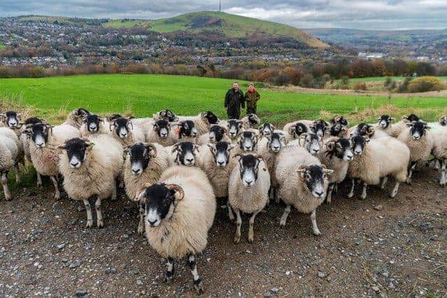 A police investigation has been launched after a large flock of sheep were stolen from a farm in North Yorkshire. Pictured is a stock photo of sheep and not representative of the sheep stolen.