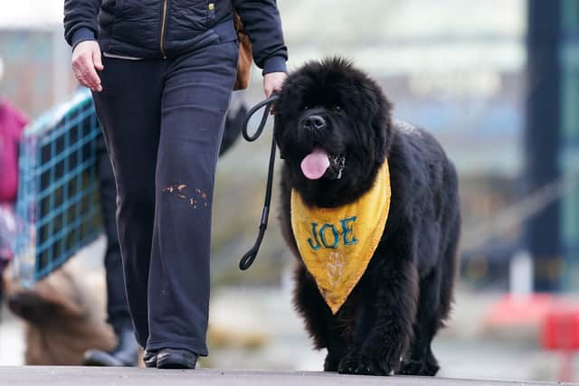 A Newfoundland named Joe is walked into the first day of the Crufts Dog Show at the Birmingham National Exhibition Centre (NEC). Picture: Jacob King/PA Wire.