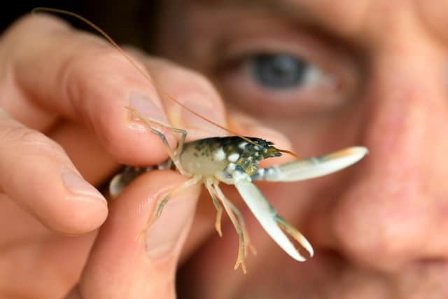 Joe Redfern is pictured with juvenile lobster called Dolly Picture: Simon Hulme