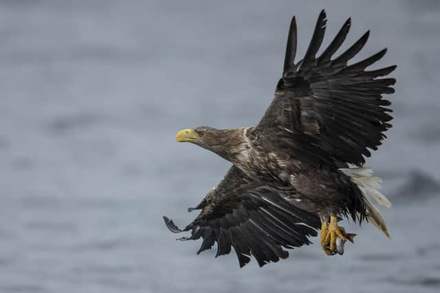 White Tailed Sea Eagles. Photo by Dan Kitwood/Getty Images.