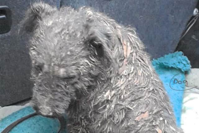 A black terrier dog was found with serious injuries at the scene