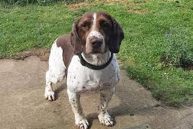 Springer spaniel Bailey, 10, spent eight years as a cash, drugs and weapons detection dog with Humberside Police before retiring. PA.