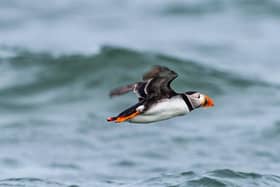 A puffin on the Yorkshire coast.