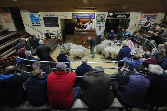 A sheep sale at Bentham mart