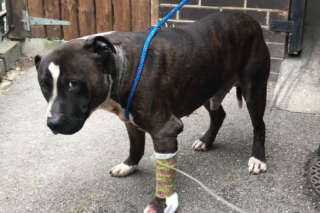 Star wandered into a West Yorkshire garden and ‘collapsed in a pool of blood’ on Thursday morning