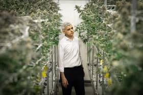 Mayor of London Sadiq Khan walks through cannabis plants which are being legally cultivated at a licensed factory in Los Angeles. Picture: Stefan Rousseau.