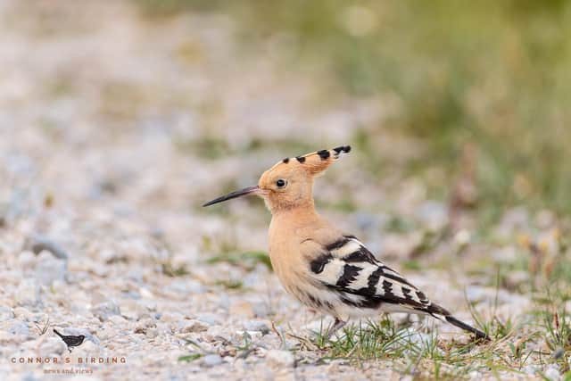 Connor Pimm's image of the hoopoe at Littlebeck, near Sleights, last week
