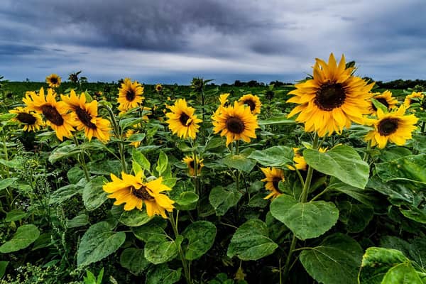 Sunflowers blooming in a field near Bolton Percy, North Yorkshire. Picture: James Hardisty.