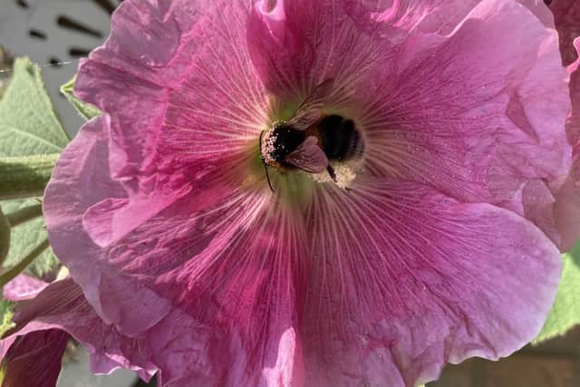Bumblebee on a garden flower by Jenny Shelton.