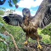 Wildlife artist Robert E Fuller was able to record the secret life of buzzards as they nested at his Thixendale gallery