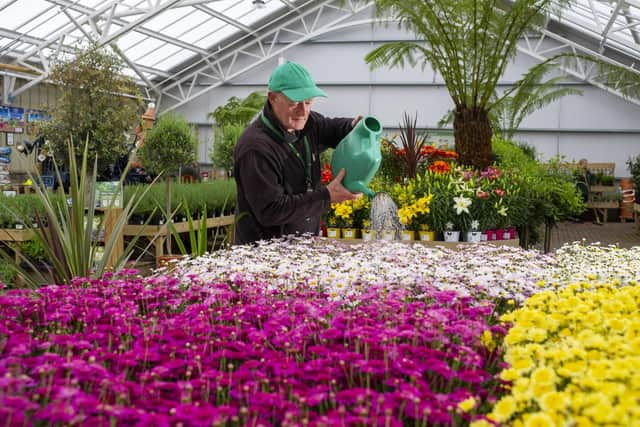 Pictured is Joe Appleyard, plant supervisor, in May 2020. He waters the argyranthemums at Tong Garden Centre.Picture Tony Johnson.