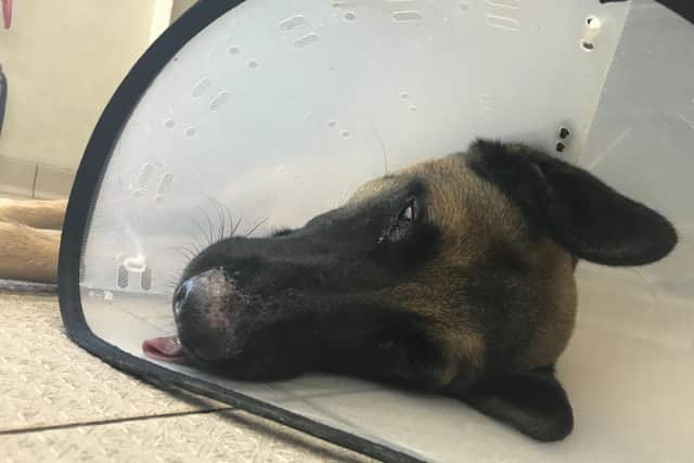 Luna was found in serious pain by the RSPCA inspector