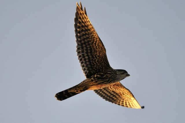 A merlin spotted at the Spaunton Estate on the North York Moors.