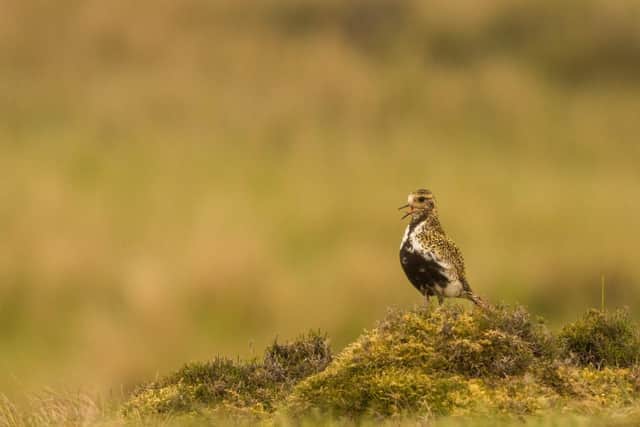 A golden plover spotted at the Spaunton Estate on the North York Moors.