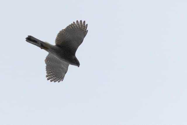 A goshawk spotted at the Spaunton Estate on the North York Moors.