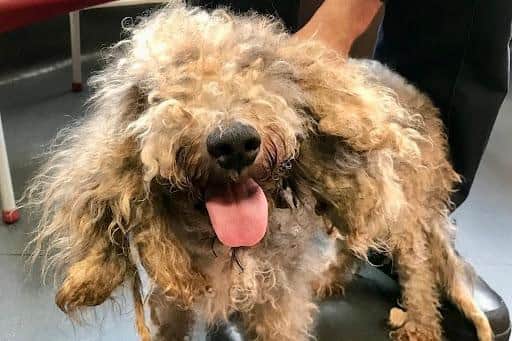 Malcolm was found with heavily matted hair