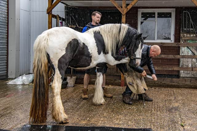 Farrier Jason Knaggs working on Easter, a traditional cob owned by James Peters