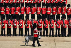 The mascot Irish wolfhound dog of the Irish Guards, a regiment of the Household Division Foot Guards, walks with its handler during the Trooping the Colour at Horse Guards on June 02, 2022 in London. Photo by Jeff Mitchell - WPA Pool/Getty Images.