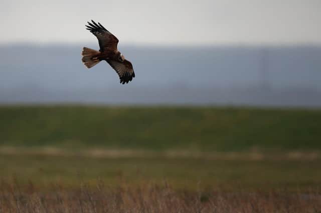 A Marsh Harrier. Photo by Dan Kitwood/Getty Images.
