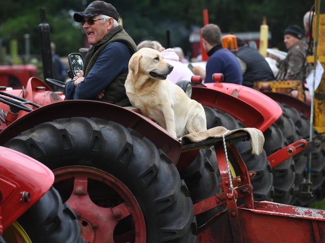 A dog comes along for the ride