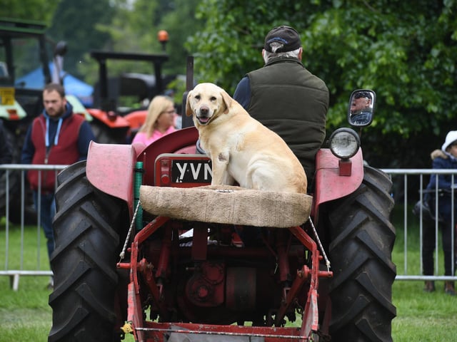A dog hitches a ride