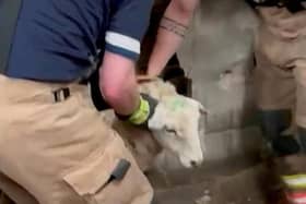 Fire crews eventually freed the sheep after two hours