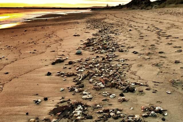 Handout photo issued by Paul Grainger of hundreds of dead crabs on the beach at Seaton Carew, Hartlepool in October