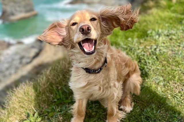 Spaniels are known for their high energy and cheeky personalities but do you have a photo that you think could beat this?