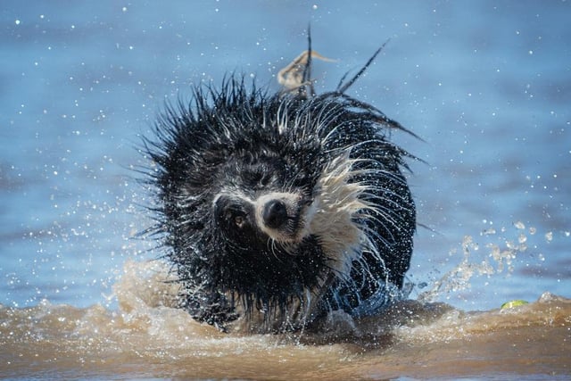 Is a bird? Is a plane? Hedgehog? Porcupine? Nope. It's a canine sea creature shaking off the sea water after a refreshing dip.