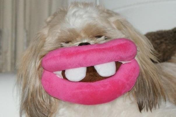 Botched lip jobs often hit the headlines when plastic surgery goes wrong but do not fear, no dogs were harmed in the posing of this photograph!