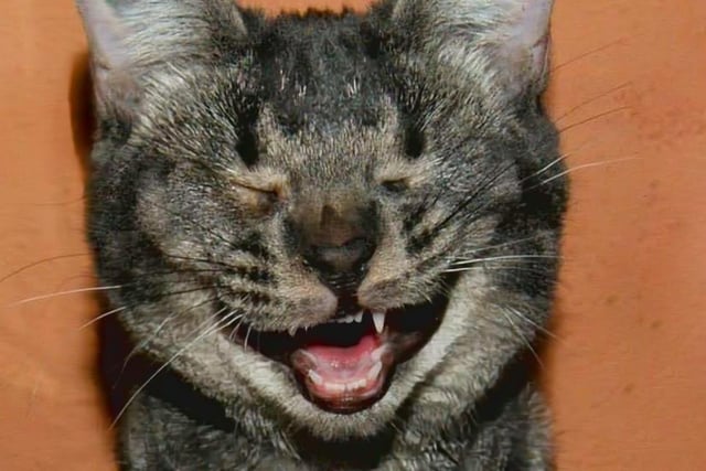 Say, cheeeeeese! This funny feline was captured grinning like a cheshire cat but does your furry friend have what it takes to scoop the top prize?