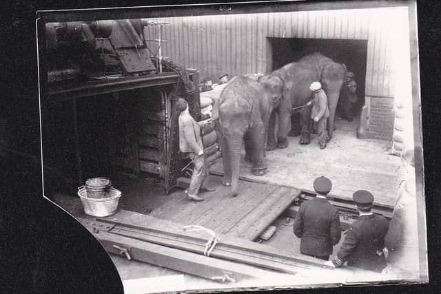 Elephants being loaded onto a boat Picture: Goole Museum