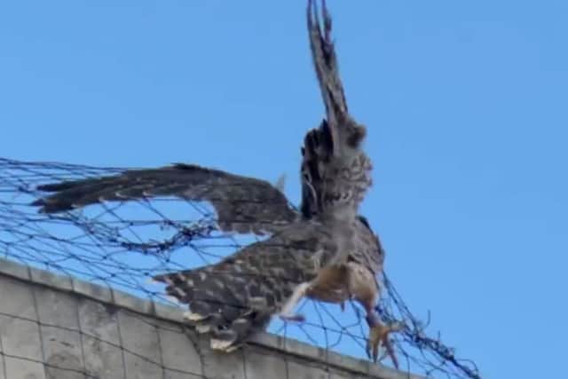 The bird became entangled in netting designed to keep pigeons off the building  [Image credit: @LeedsBirder]