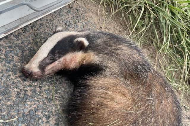 The badger was found at Bempton