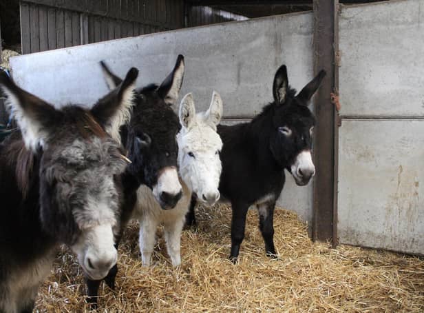 'The Herbs' are feeling better after their treatment